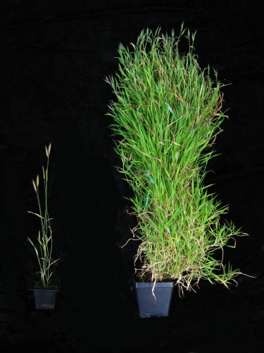 Photo: Plants with and without vernalization