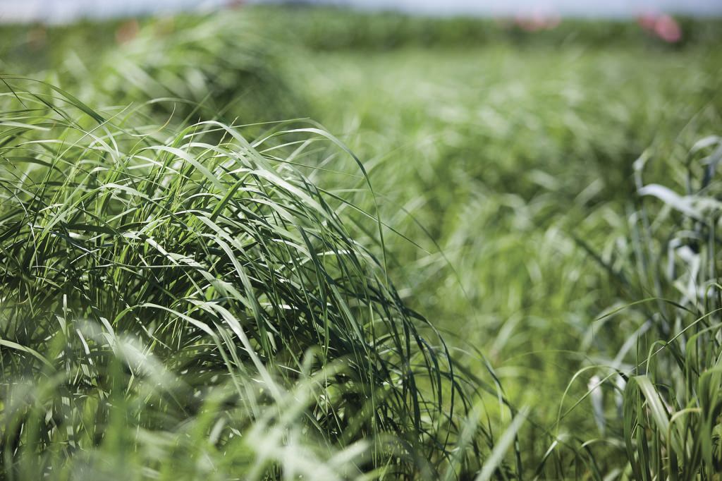 Photo: Switchgrass growing in a field