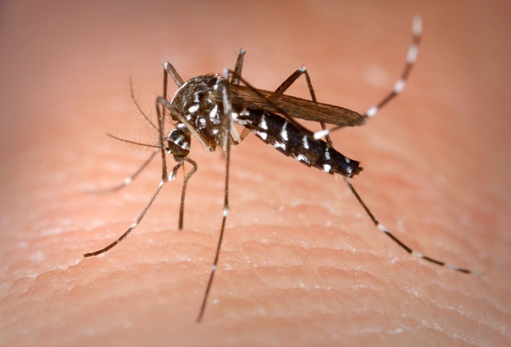 Photo: Asian tiger mosquito on skin