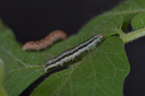 Photo: Two caterpillars on a tomato plant