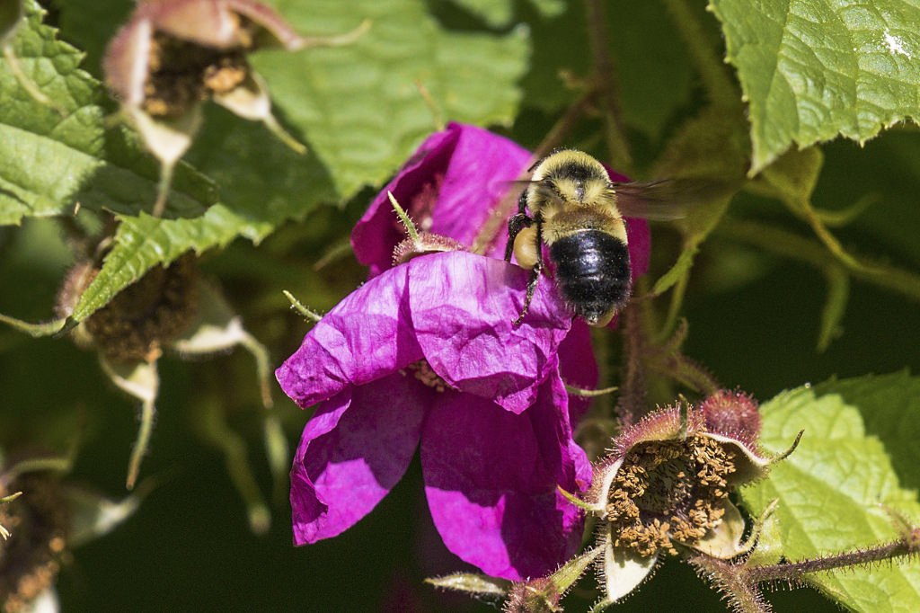 Photo: Rusty patched bumble bee on a purple flower