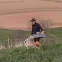 Jérémie Favre, agronomy graduate student for assistant professor Valentin Picasso Risso, in a research plot at the Lancaster Research Station. Kernza is a perennial forage and grain crop that can be grazed in the spring and fall, and harvested for grain in summer. 
