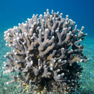 Photo: A Stylophora pistillata coral photographed in the Red Sea in 2017