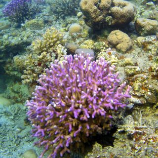 Photo: A Stylophora pistillata coral photographed in the Red Sea in 2017