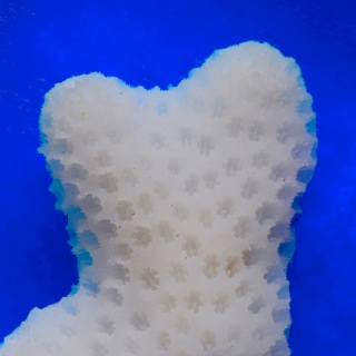 Photo: A piece of bleached Stylophora pistillata coral skeleton showing the corallite holes in which the polyps lived