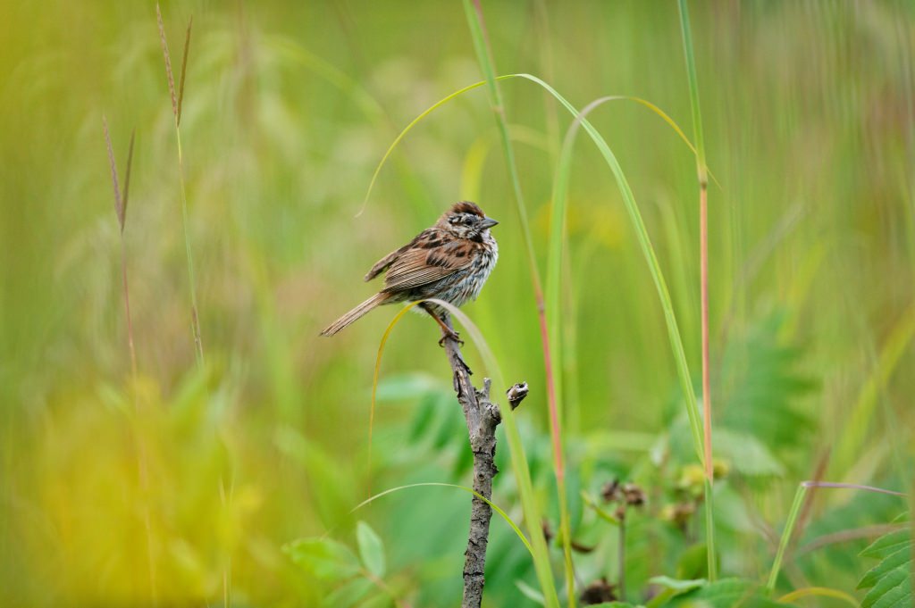 Photo: Sparrow perched on a branch in prairie