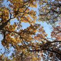 The sun shines through oak trees at the UW-Madison Arboretum.