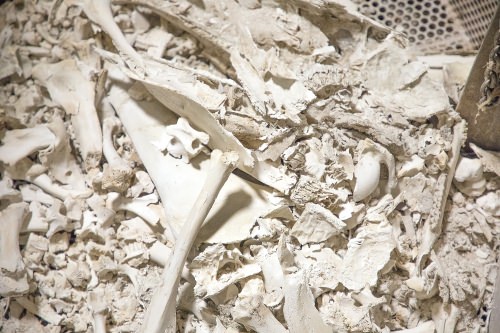 Photo: Image of the bones of animals from necropsies sent through the tissue digester after testing at Wisconsin Veterinary Diagnostic Laboratory in UW–Madison in Madison, Wi. Wednesday, Aug. 30, 2017. (Photo by Hyunsoo Léo Kim | University Communications)