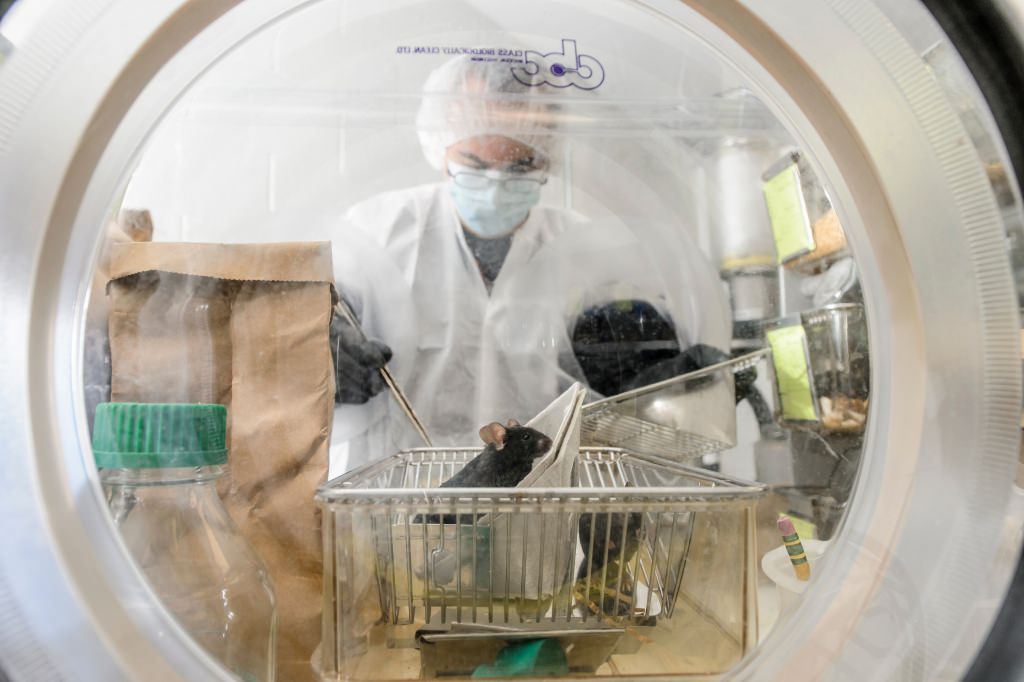 Photo: Lab manager checking on germ-free mice in a sterile environment