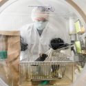 Photo: Lab manager checking on germ-free mice in a sterile environment