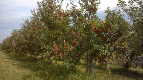 Photo: Row of apple trees on The Cider Farm