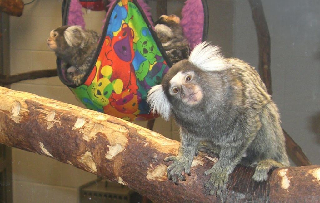 Photo: Marmoset dad on branch with sling full of babies in background