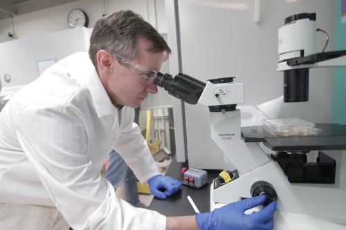 Photo: Sean Palecek looking into a microscope