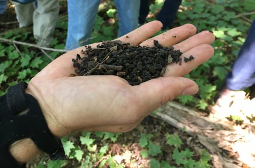 Photo: Herrick holding soil ground up by jumping worms