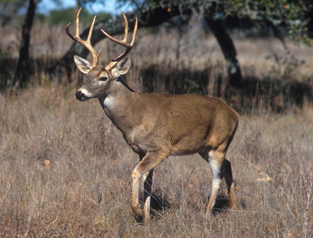 Photo: White-tailed deer buck