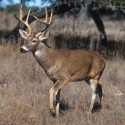 Photo: White-tailed deer buck