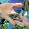 Photo: Brad Herrick holding a handful of worms