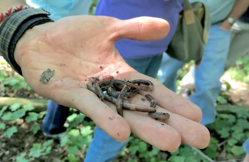 Photo: Brad Herrick holding a handful of worms