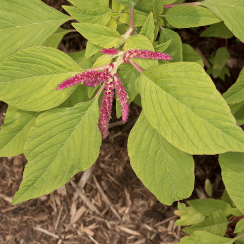 Photo: Amaranthus caudatus love-lies-bleeding