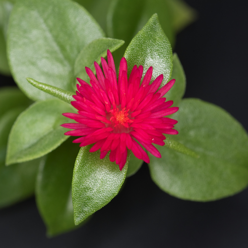 Photo: Aptenia cordifolia heartleaf iceplant