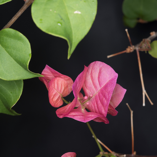 Photo: Bougainvilea glabra paperflower