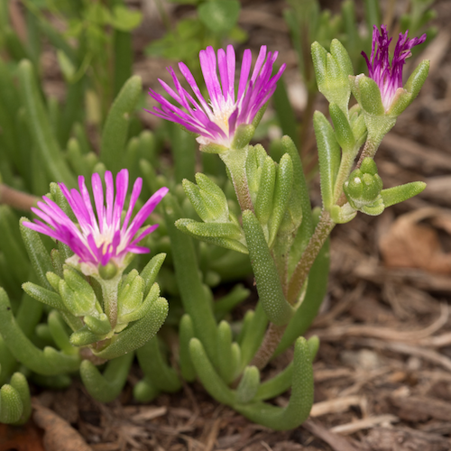 Photo: Delosperma cooperi iceplant