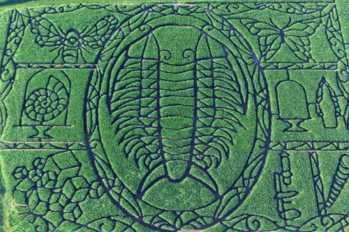 Photo: Aerial view of trilobite corn maze