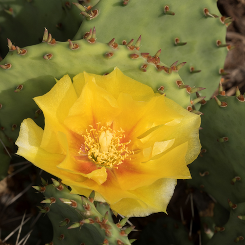 Photo: Opuntia ficus-indica prickly pear