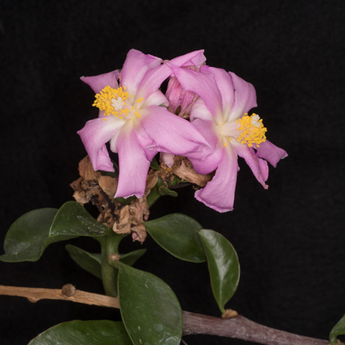 Photo: Pereskia grandifolia rose cactus