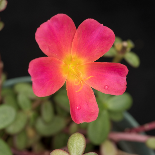 Photo: Portulaca oleracea purslane