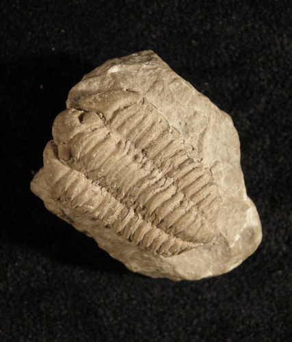 Photo: Calymene celebra, the Wisconsin state fossil