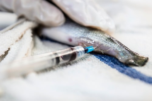 A fish blood sample is drawn from a yellow perch as part of a research study at the Water Science and Engineering Laboratory at the University of Wisconsin–Madison on June 7, 2017. (Photo by Jeff Miller / UW–Madison)