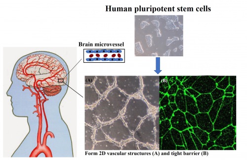 Graphic: Picture of how stem cells are turned into the blood-brain barrier