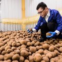 Sam Perez in a semi-commercial potato storage bin at the Hancock station that holds about 200,000 pounds of potatoes.
