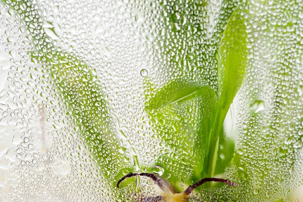 Photo: Corn plant growing in an incubator