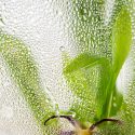 Photo: Corn plant growing in an incubator