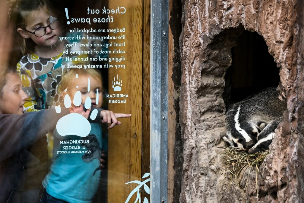 Photo: Children peering through window at real badgers