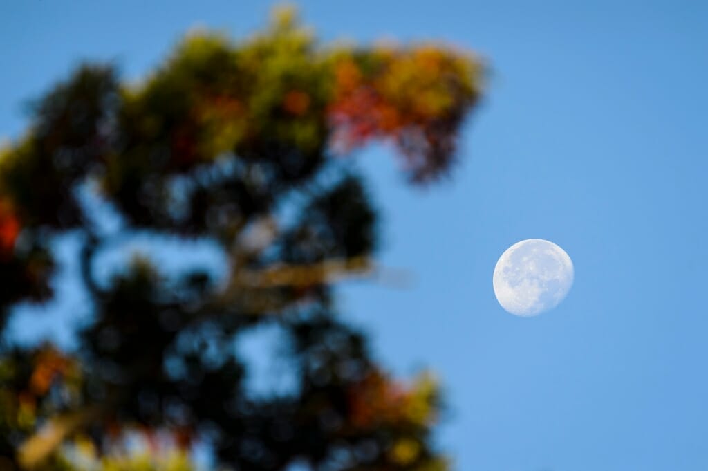 Photo: Fading moon by tree with colorful leaves