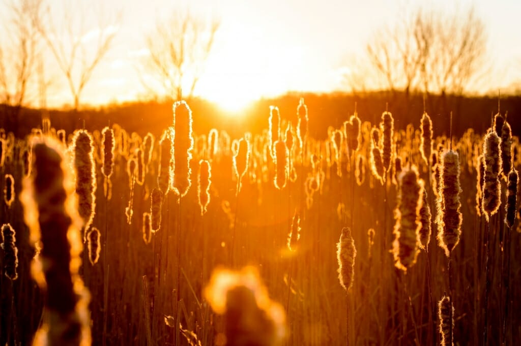 Photo: Golden cattails with sunrise behind