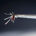 A vacuum tube holds a blood-fed strain of Aedes aegypti mosquito in place under a microscope.