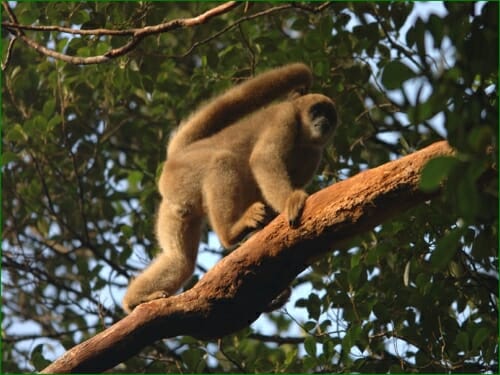 Photo: Muriqui in a tree