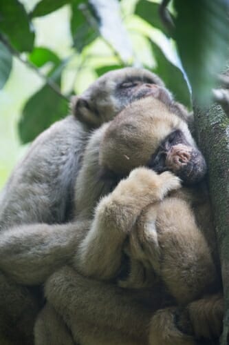 Photo: 2 muriquis snuggling