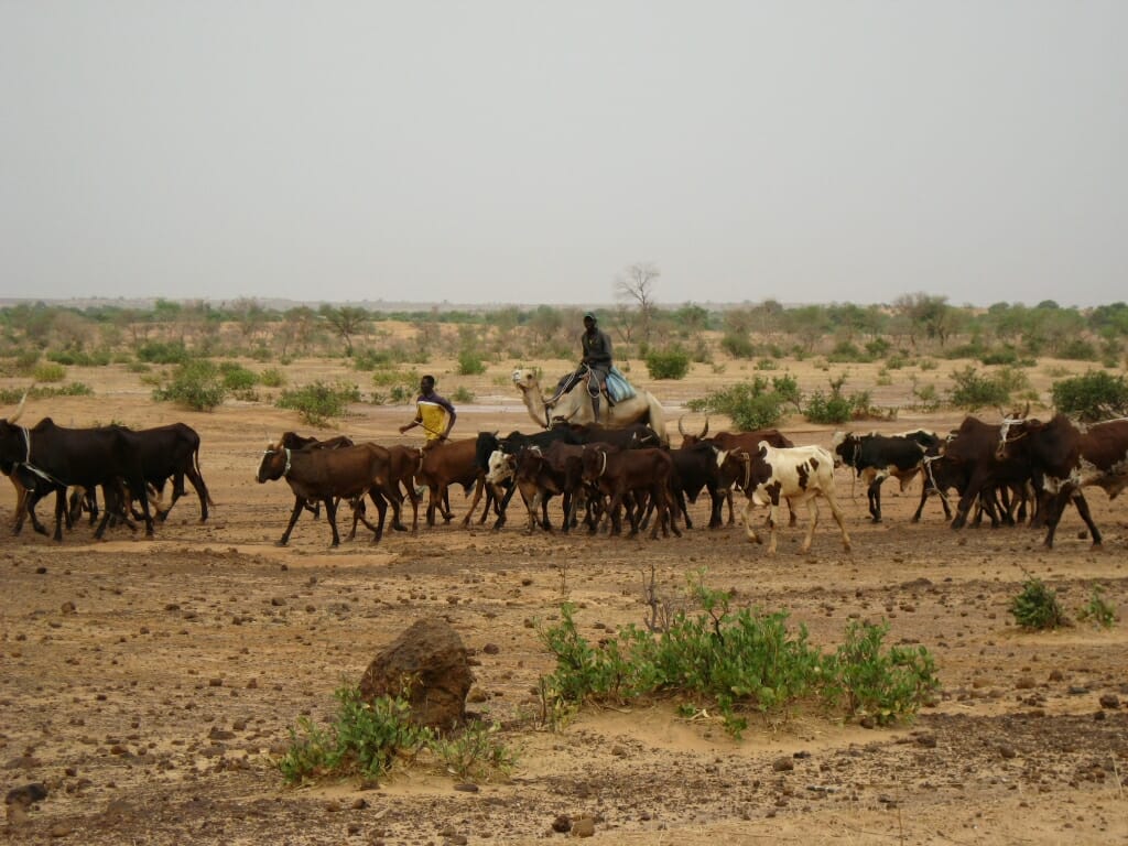 Photo: Herders with cattle in dry area with little vegetation