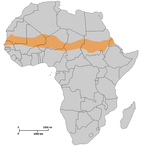 Graphic: Outline map of Africa with Sahel location indicated