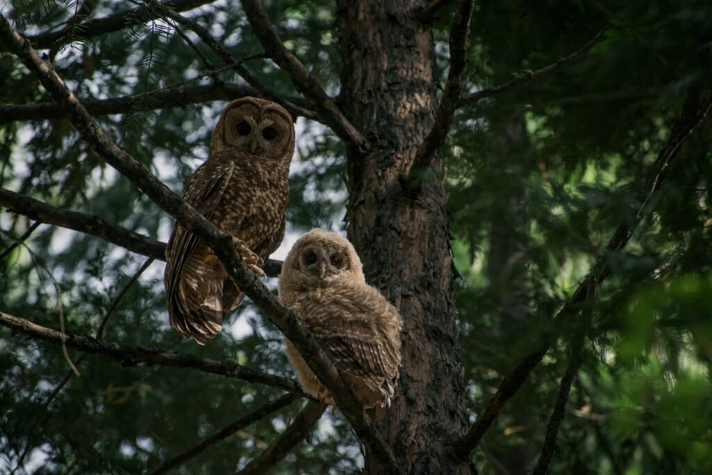 Photo: Spotted owls in a tree