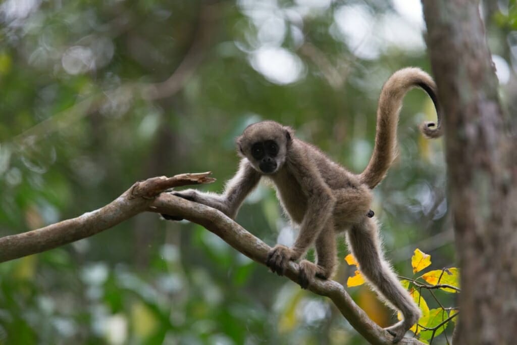 Photo: Baby muriqui on branch