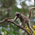 Photo: Baby muriqui on branch