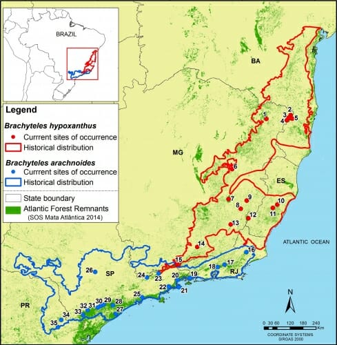 Graphic: Map of where muriquis live