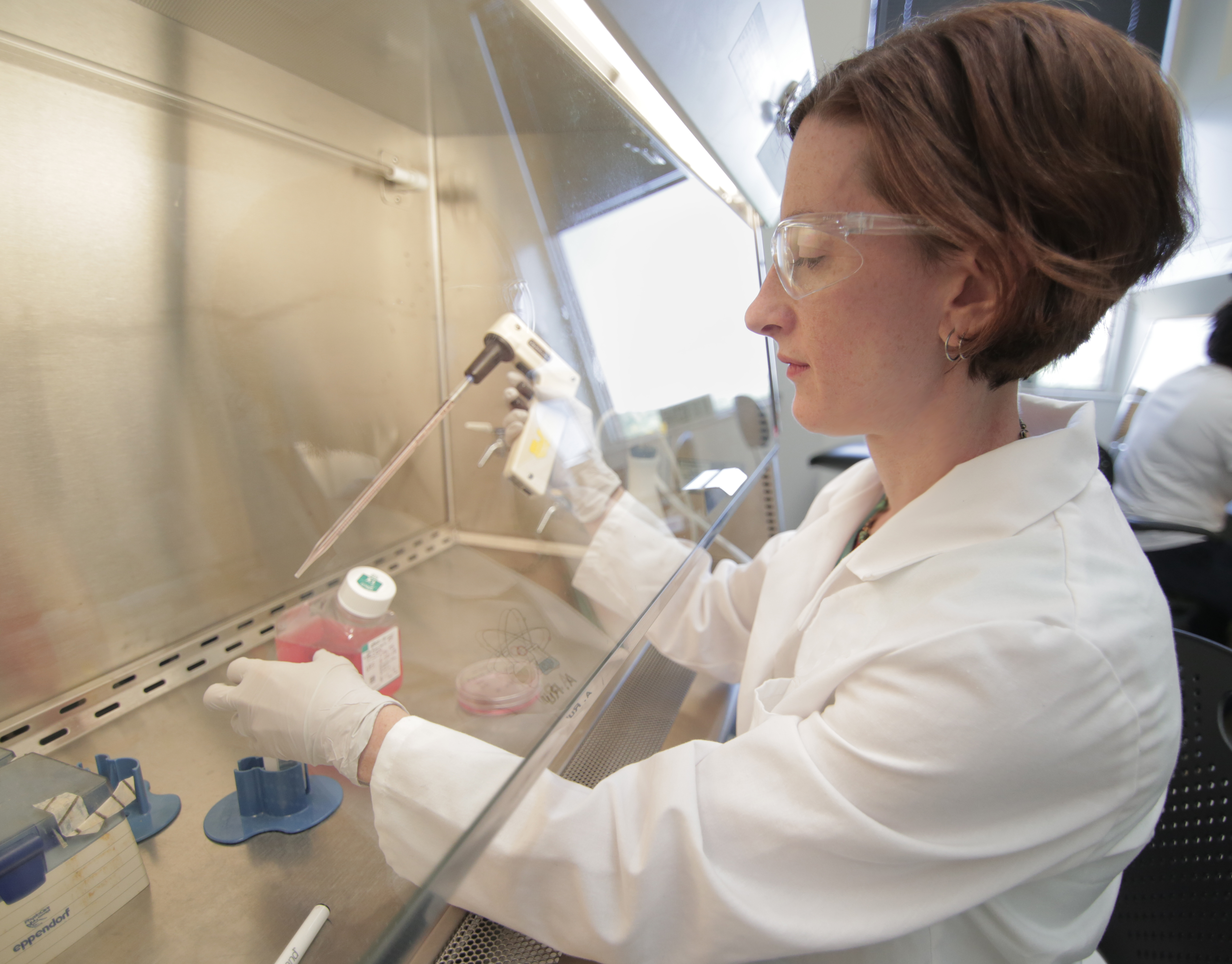 Photo of biomedical engineering professor Kristyn Masters handling samples in her lab, where she and colleagues identified the early stages of a process that may eventually cause aortic stenosis, a severe narrowing of the aortic valve that reduces blood flow to the body and weakens the heart. (Photo by Stephanie Precourt)