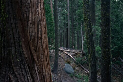 Photo: Trees that provide spotted owl habitat